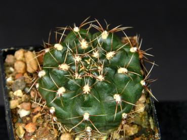 Sales plant (sample)